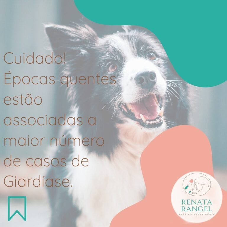 Instagram post from renatarangel.veterinaria. This post is in position 2.